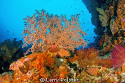 The corals and colors of the Banda Sea. D300-Tokina 10-17 by Larry Polster 